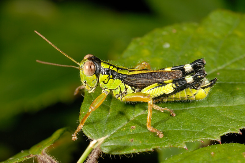 Una piccola cavalletta verde e nera